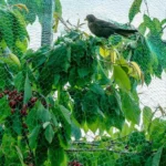 شبکه توری ضد پرنده