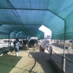 توری سایبان برای دامداری