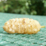 توری جمع آوری محصول