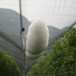 شبکه توری ضد تگرگ