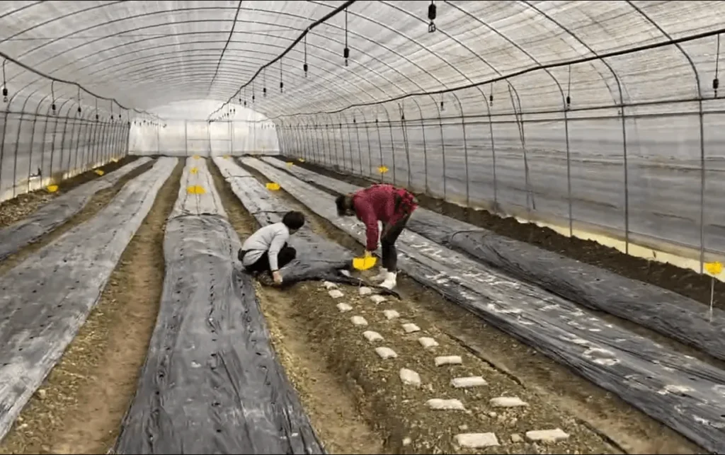 عملکرد توری سایبان در پرورش قارچ و تأثیر آن بر کیفیت و راندمان تولید