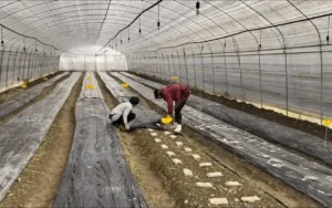 عملکرد توری سایبان در پرورش قارچ و تأثیر آن بر کیفیت و راندمان تولید