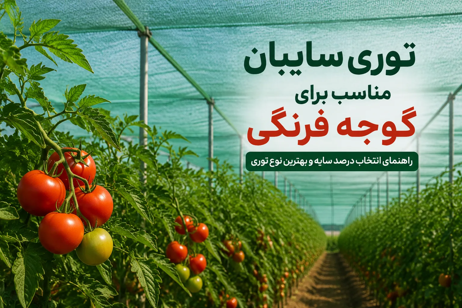 توری سایبان مناسب برای گوجه فرنگی