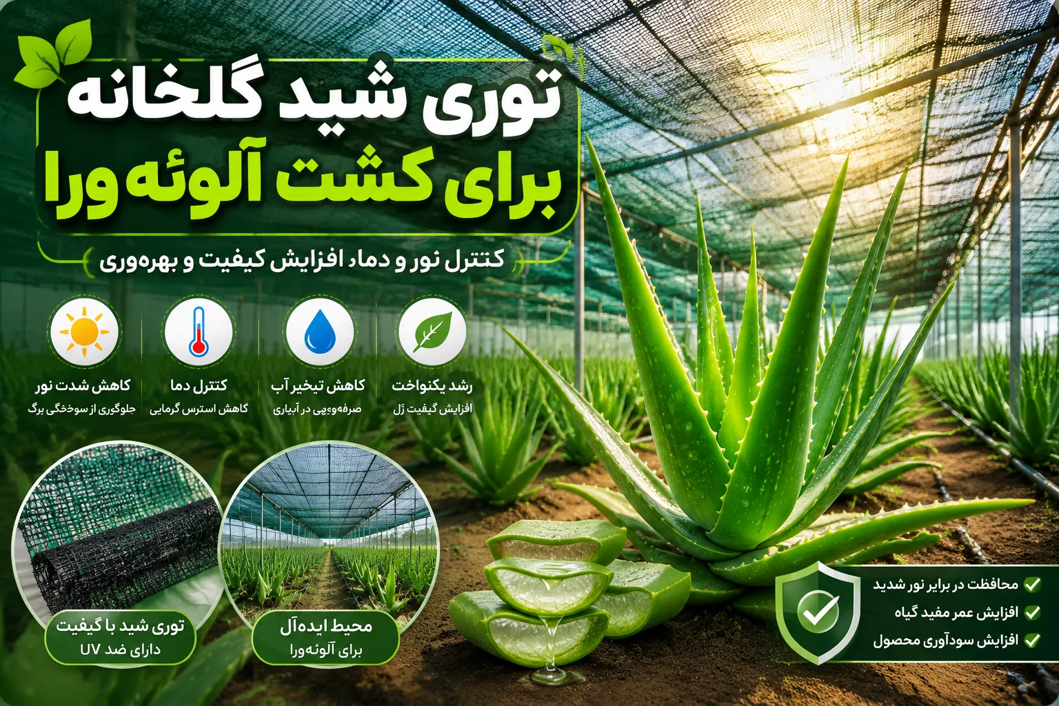 توری شید گلخانه برای کشت آلوئه ورا
