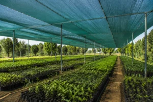 نقش توری سایبان در محافظت نهالها | کاهش آفتابسوختگی و افزایش رشد در سالهای اولیه